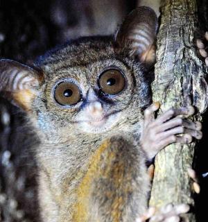 a monkey is peeking out from behind a tree