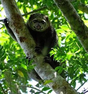 a monkey sitting on top of a tree branch