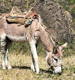 a donkey with a pack on its back eating grass