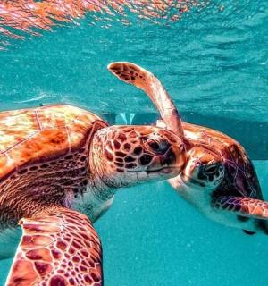 两只乌龟在水中游泳