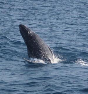 一只海豚在水中游泳