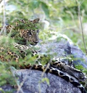 一只豹子躺在岩石上