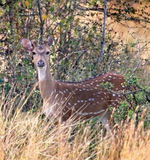 一只鹿站在长满高草的田野里