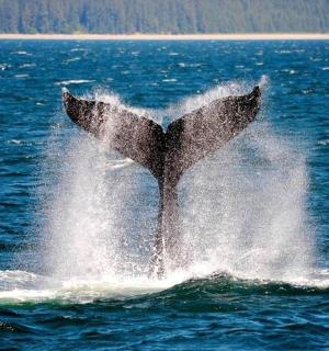 一只海豚在水中张开嘴巴