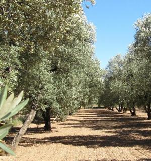 a row of olive trees in a field