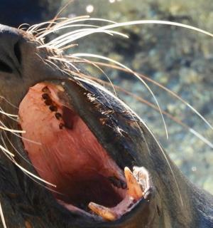 一只张开嘴巴的鸟的特写