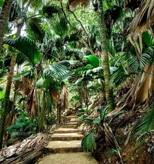 棕榈树丛林中的一条小路