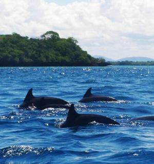 a group of dolphins swimming in the water