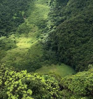 widok z lotu ptaka na las z akwenem wodnym