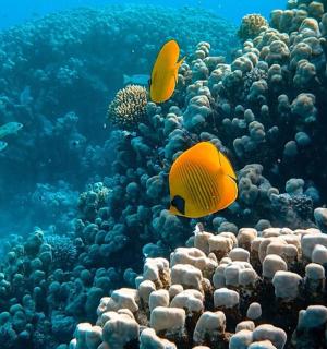 海洋中充满鱼类的珊瑚礁