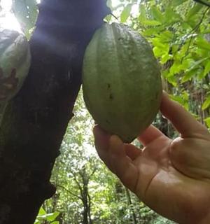 maður sem heldur uppi grænum ávöxtum á tré