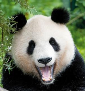 a panda bear with its mouth open