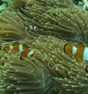 两只小丑鱼在海葵毒素中