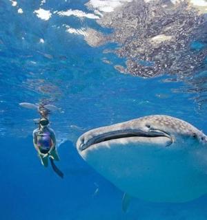 um golfinho nadando na água com um mergulhador