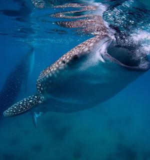 a whale shark swimming in the water