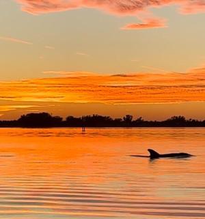 日落时分在水中游泳的海豚
