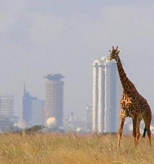 一只长颈鹿站在一片高高的草丛中