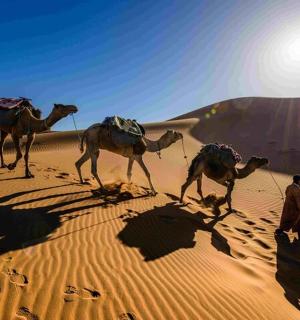 一名男子带着三头骆驼在沙漠中行走