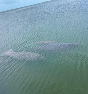 一群三只海豚在水中游泳