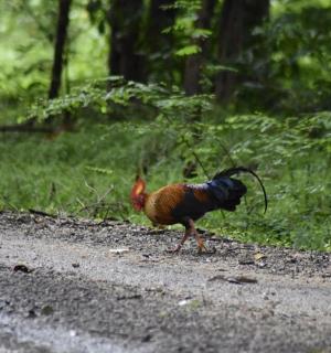 a peacock walking on the side of a road