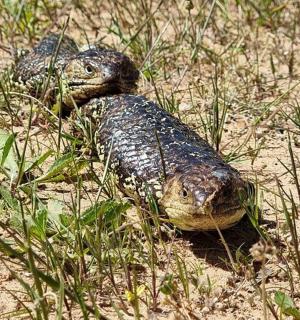 一只乌龟躺在草地上的沙子里