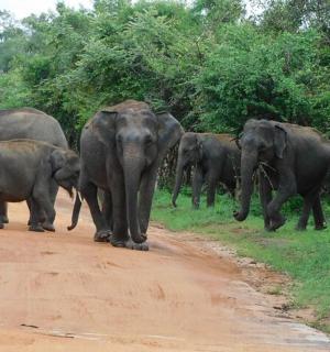a herd of elephants walking down a dirt road