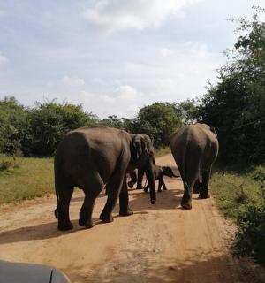 two adult elephants and a baby elephant walking down a dirt road