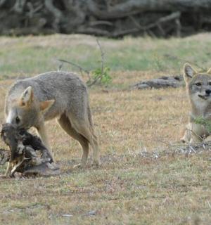 a couple of animals standing in a field