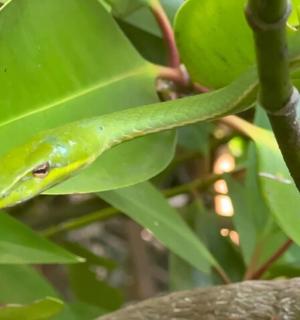 zelená ještěrka sedící na zeleném listu