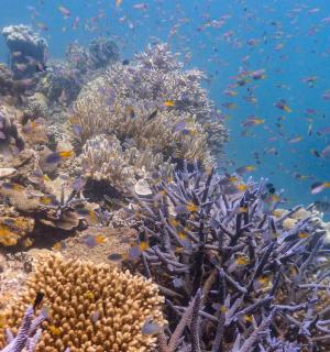 海洋中充满鱼类的珊瑚礁