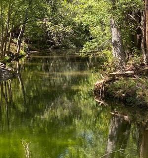 reka z zeleno vodo in drevesi na njej