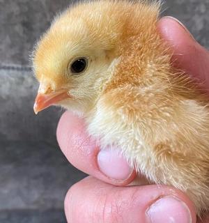 手里拿着小鸡的人