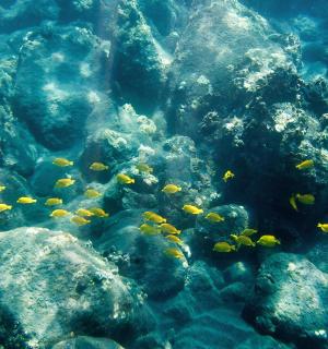 岩石附近水中的一群鱼