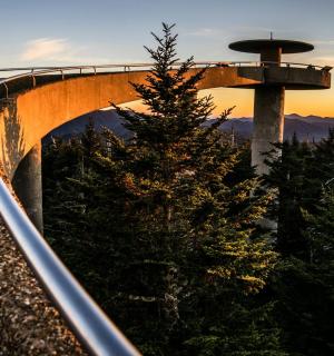 一座桥和一棵树，背景是一座塔