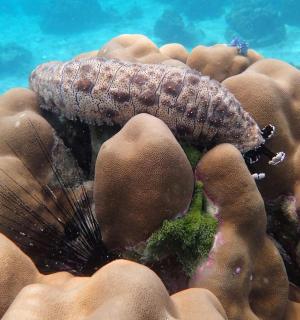 海洋珊瑚礁上的一只章鱼