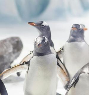 a group of penguins standing next to each other