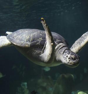 一只绿海龟在水中游泳