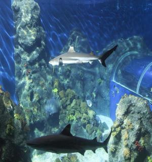 an aquarium with sharks and a plastic bottle
