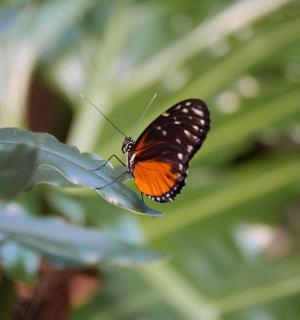 绿叶上的一只橙色和黑色的蝴蝶