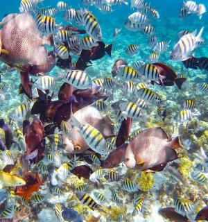 a group of fish swimming in the ocean