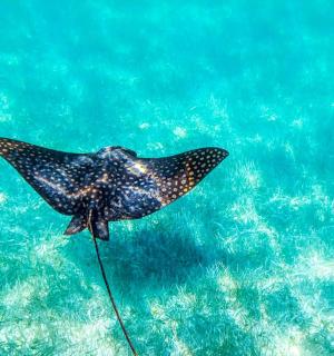 一只黑色黄貂鱼在水中游动