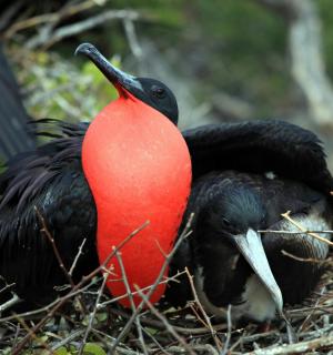 两只鸟坐在鸟巢里