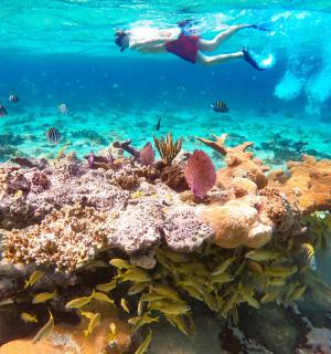 a person is swimming over a coral reef