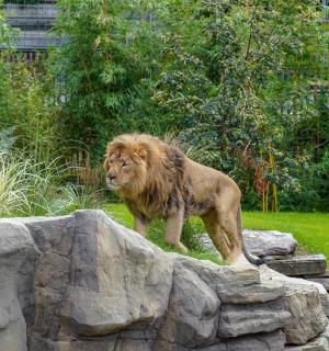 一只狮子站在石墙上