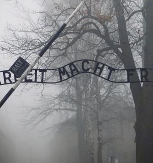 雾中树旁的路牌