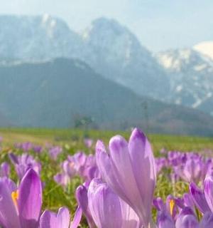 一片紫色的花田，背景是群山