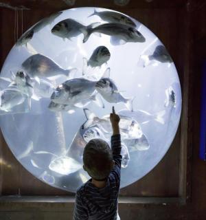 a young boy pointing at a fish display in a aquarium