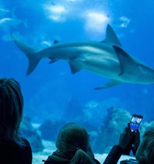 a group of people taking pictures of sharks in an aquarium