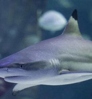 一条鲨鱼在水中游动