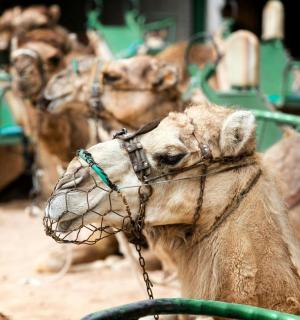 a camel is tied to a pole at a zoo